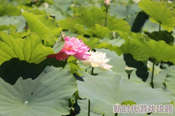 致疯的喧嚣一曲震撼心灵的音乐盛宴即将上演,感受声音的力量 致疯的喧嚣一曲震撼心灵的音乐盛宴即将上演,感受声音的力量