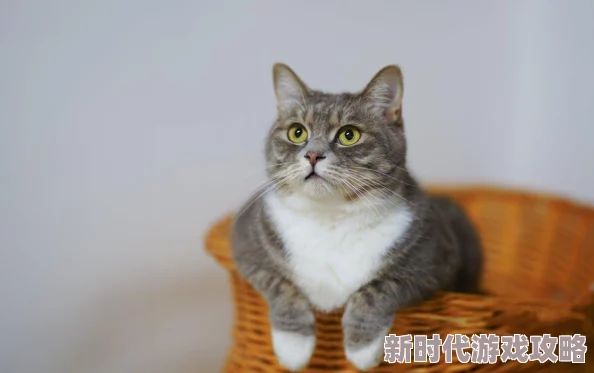 正在播放做爰小明在家养了一只可爱的猫咪,每天都陪伴他一起看电视 正在播放做爰小明在家养了一只可爱的猫咪,每天都陪伴他一起看电视