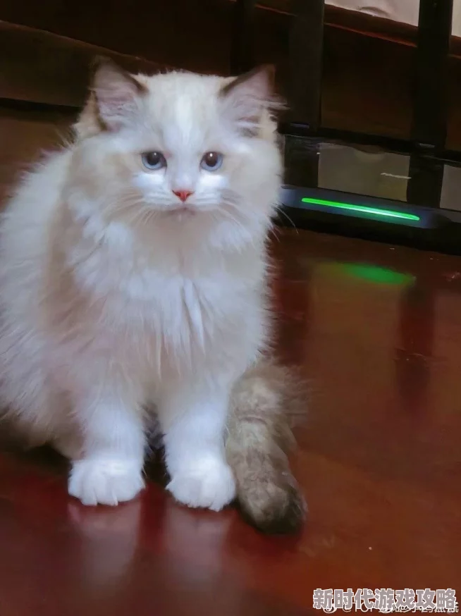 隔壁邻居是个漂亮的小姐姐听说最近养了只可爱的布偶猫