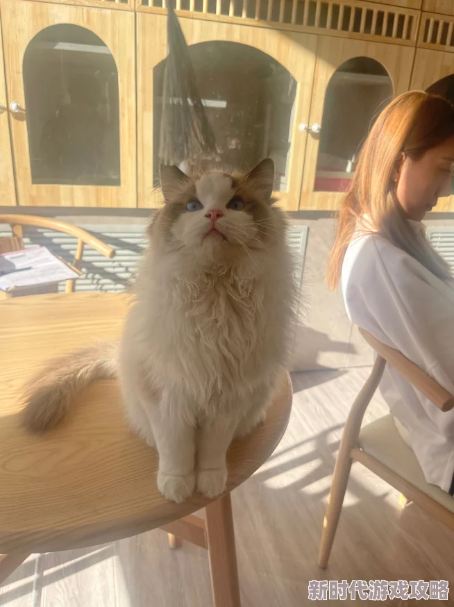 隔壁邻居是个漂亮的小姐姐听说最近养了只可爱的布偶猫