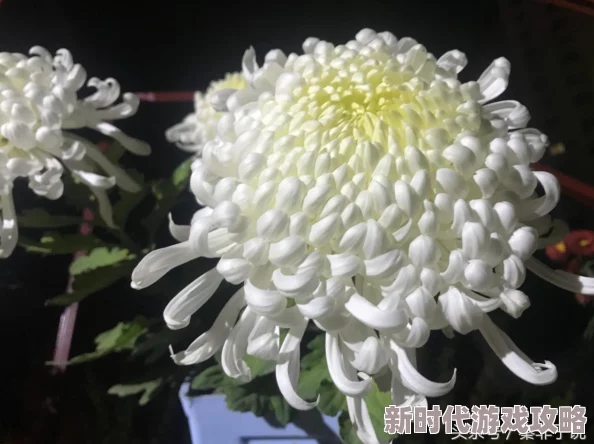 潮湿的心无删减版在线观看画面略显粗糙但剧情引人入胜值得一看