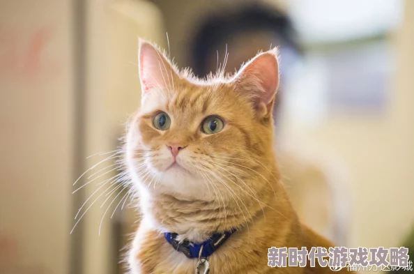 揭秘红猫大本猫营hmm：独家爆料，深入探索猫咪王国的奇异奥秘